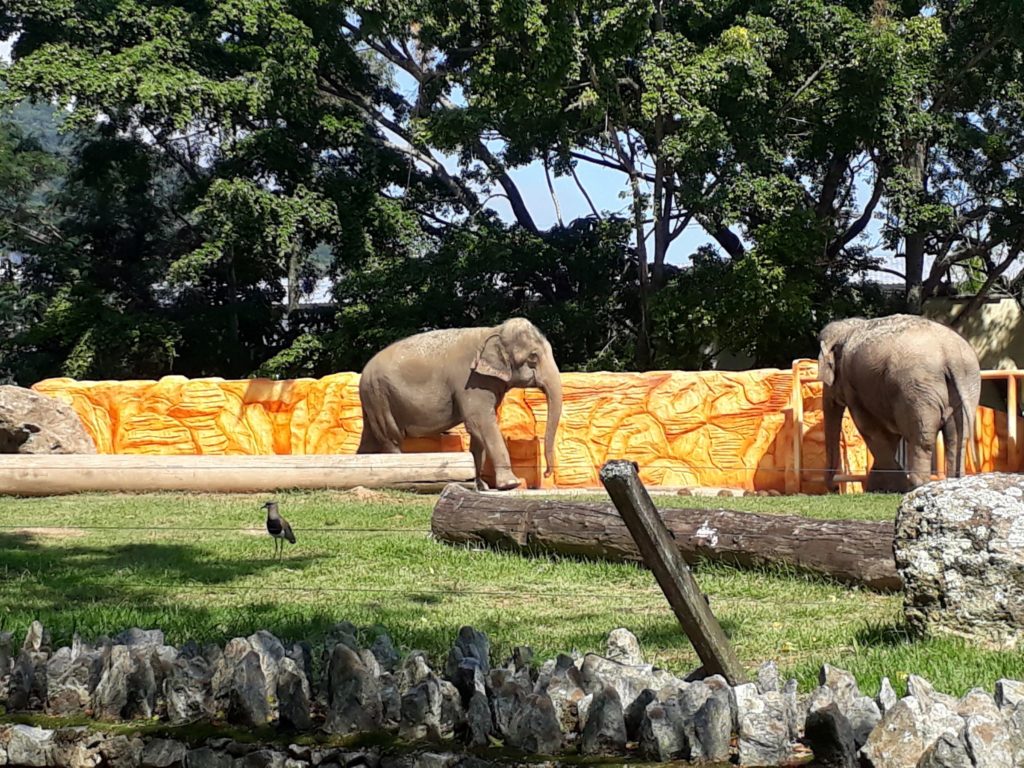 Elefantes na área do Zoológico do Beto Carrero World